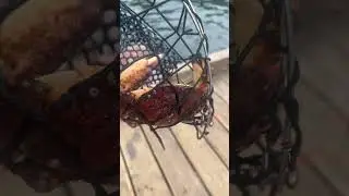 Red Rock Crab 🦀