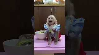 Obediently Baby Monkey Look So So Hungry