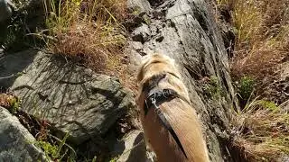 DC Dog Hiking on Billy Goat Trail: Best Alternative to DC Dog Walkers or DC Dog Daycare