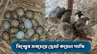 বিশ্বের সবচেয়ে ছোট কয়েল | অল্প খরচ - লাভে বেশি | Button Quail vs King Quail | Small Bird