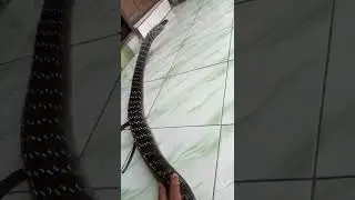 Tes Karakter Ular King Koros Jumbo