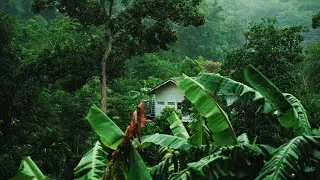 🌧️ 12 Hours Rain Sounds | Relaxing Nature Sounds for Sleep, Study & Meditation