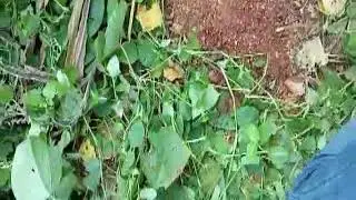 Ground water divining using coconut and thrilled drilling
