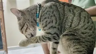 Cute cat video 🐱 | new cat video | naughty cat #cat #catvideos #catlovers #cutecat #trending 