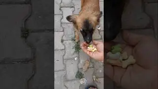 kutte ka video | kutta wala video | kutta wala | dog video | dog sound | dog barking #shorts