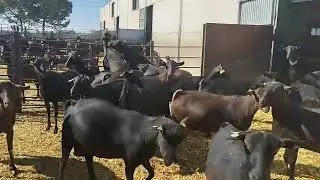 المركز العالمي الإسباني لسلالة مورسيانو غرناطي cabra Murciano-granadina