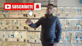 &iexcl;&iexcl;INTERESANTE NO TE LO PIERDAS!!🐣 resumen aviario a dia de hoy 😉 