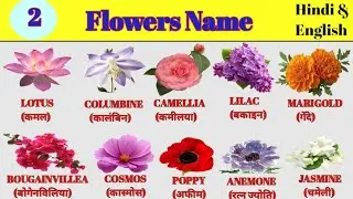 15 Flowers Name Hindi & English | फूलों के नाम हिंदी और अंग्रेजी में | Flowers Name | #flowers 