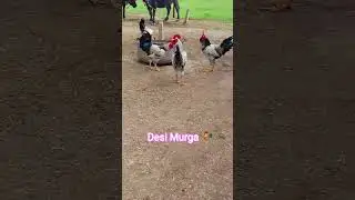 Desi Murga 🐓 #desimurga #chicken #birds #aseelmurga #funnyanimal #pets