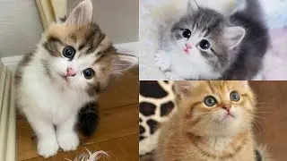 Cute Kittens Photograph Ideas #kitten