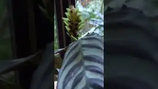 Ctenanthe burle-marxii Prayer Plant Flowers #nature #plants #vlog