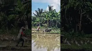 wo kommt Reis her auf Bali #bali #travel #reiseabenteuer #auswandern #reis #baliescape