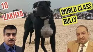 World class 10 lakhya bully kutta | champion bully dog | asian top bully dog 10 lakhya