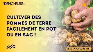 Cultiver des pommes de terre facilement en pot ou en sac !