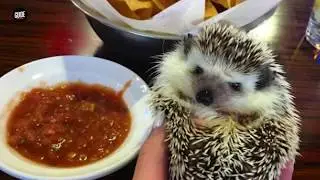 Local hedgehog becomes social media celebrity