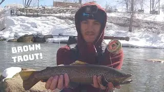 BROWN TROUT on the ANIMAS river, Durango Colorado | Fly fishing