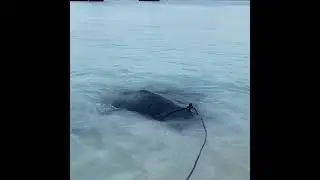 In Zanzibar, a Stingray Was Tied Like a Dog