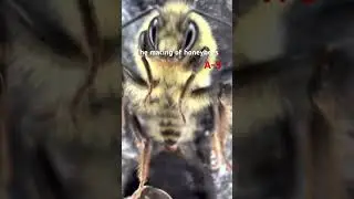 The mating of honeybees