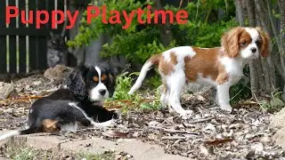 Puppy Playtime - Cavalier King Charles Spaniel Puppies