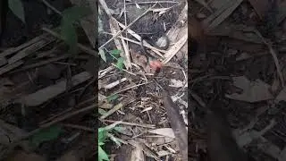 untuk yg suka naik gunung kalo ketemu ular kaya gini hati