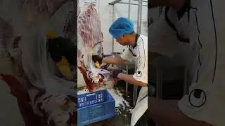 primal cutting beef carcass (fore/front quarter)