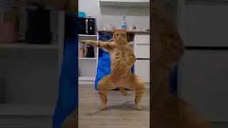 Marathi dancing Cat 😍😂🤭 ....#marathisong #turuturu #catlovers #funny #youtubeshorts