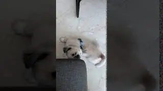 Norman Bates the Pekingese Dog