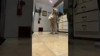 #dog loves to eat avocado(🥑🥑🥑)                       #minigoldendoodle
