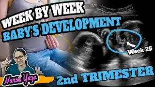 WEEK BY WEEK NA NANGYAYARI SA LOOB (2ND TRIMESTER)
