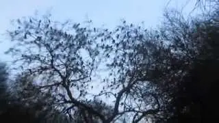 Canto de las aves en Campo de Cielo, Chaco - Argentina