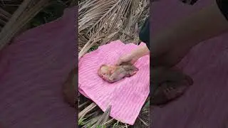 Poor baby monkey so tired and weak