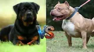 PITBULL VS ROTTWEILER: WHICH IS THE TRUE BEAST?