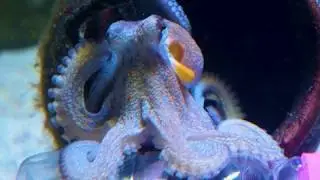 Dark Squid 2