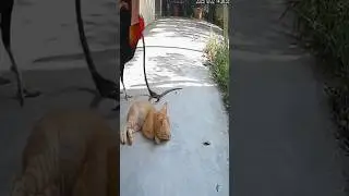 The rooster saved the cat from the snake.#cat #rooster #snake #animals #shorts