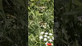 THIS A BEE OR A MOTH?! (WATCH TO FIND OUT!) #insect #bug #encounter #nature #bee #moth #capcut #mate