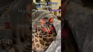 Ranking Funny Cat moments.  #cat  #funnyanimals  #funny  #rankings #fypシ゚viral #funnycats