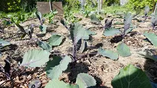 Planting Out Cabbage, Cauliflower And Brussel Sprouts