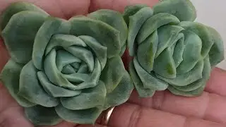 Suculenta Lovely Rose Graptoveria, fácil cultivo,  fácil propagação, dicas de decaptação e berçário.