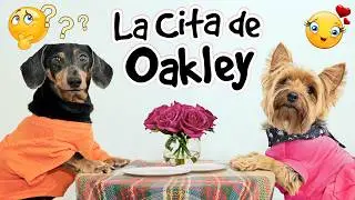 Perro Salchicha Tiene una Cita Rom&aacute;ntica 💘🐶