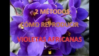 COMO REPRODUCIR VIOLETAS AFRICANAS (2 MÉTODOS EFECTIVOS)
