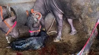 dairy farm के 5 सबसे मुश्किल काम | Farm Vlogs | इतनी मेहनत लगती है #ajay #cow #gudiya 