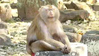 Planet of the Monkeys Exploring Primate Habitats