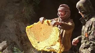 Naiche Honey Hunting Vlog Trailer