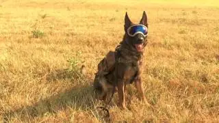 Training with The REXSPECS K9 Glasses