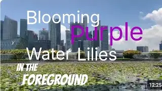 Explore The Heart Of Singapore's Business District||Marina Bay Area With Lutos Pond#travelvlog 