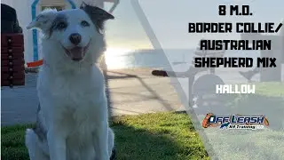 BORDER COLLIE/AUSTRALIAN SHEPHERD MIX / DOG TRAINING