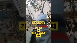 나무 가지치기 요령. 꼭 제거해야할 가지 #분재기초 #분재나무 #나무수형