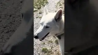 #dog #park #oskar #inuk #rosey 