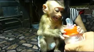 Cute Baby Monkey Has Angry When Camera Man Don't Give A Bottle To Him