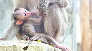Baby Monkey Alberto happy when getting milk Mama Alissa